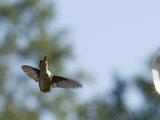 2008 Humming Birds 02